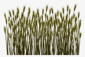 Preview - Phragmites