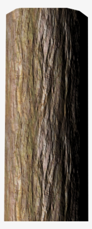 Tree Bark Textures - Bark