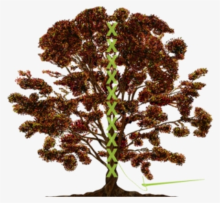 Tree, Vector, Ornament, Color, Family Tree, Texture - Split In Family Tree