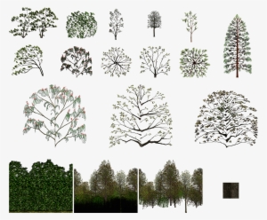 Click For Full Sized Image Trees - Drawing