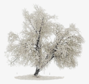 Snow Tree - Деревья В Снегу Png