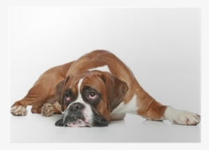 Boxer Dog Sad, Lying On A White Background Poster • - Get Well Soon Boxer Dog