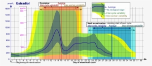 Estradiol During Menstrual Cycle - Estradiol Menstrual Cycle
