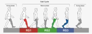 Gait Cycle - Illustration