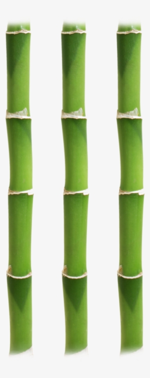 Bamboo Stick6 - Bamboo
