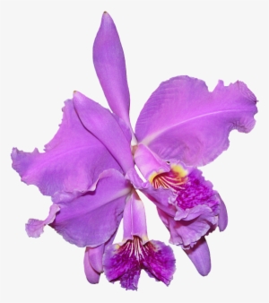 Purple Orchid, Flower, Plants - Orquidea Png