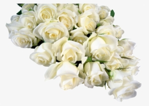Изображение Для Плейкаста - White Roses Flower Png