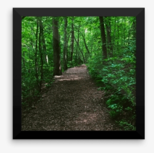 Forest Path Photograph Poster Print - Photograph Poster Print