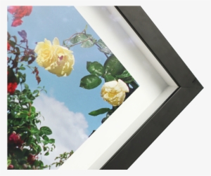 Corner Box Frame - Garden Roses