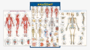 Anatomy And Physiology Posters - Anatomy-paper By Vincent Perez
