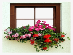 Marcos Photoscape Ventana Con Flores - Petunia Transparent PNG - 800x600 -  Free Download on NicePNG