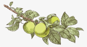 Apple Tree Drawing - Vector Graphics