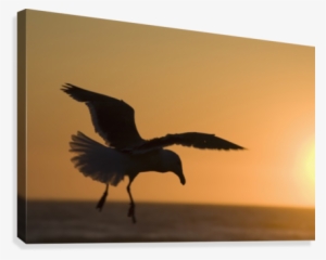 Silhouette Of A Seagull In Flight At Sunset - Seabird