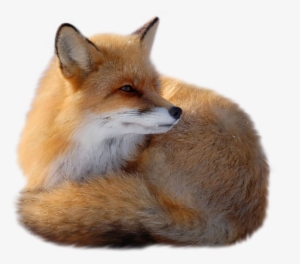 Fox Png