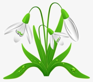 Snowdrop - Snowdrops Clipart