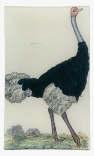 Ostrich Ostrich - Giclee Painting: Ostrich Of The Eastern Continent,