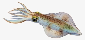 antarctic squid png download image - squid png