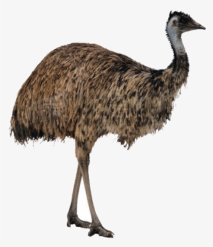ostrich png high-quality image - ostrich png