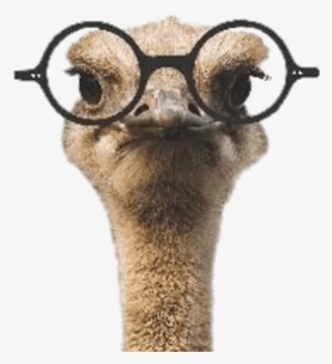 Ozzie The Ostrich Wearing Glasses - Comic Verse For Men And Curious Women
