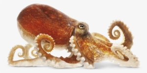 Squid Png Transparent Image - Octopus Png