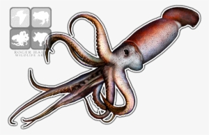 Giant Squid Png Transparent Image - Humboldt Squid Drawing