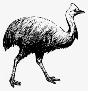 Bird Common Ostrich Southern Cassowary Coloring Book