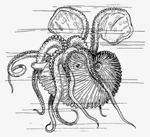 Octopus Nautilidae Squid Drawing Cephalopod - Nautilus