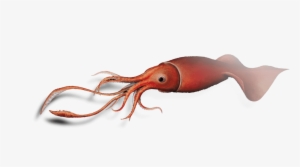 As We Approach The 100th Anniversary Of The Colossal - Squid