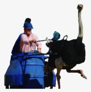 Ostrich Chariot Jockey - Ostrich