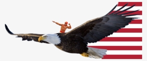 Upvote This Image Of Hulk Hogan Riding A Bald Eagle - Eagle Flying Transparent Background