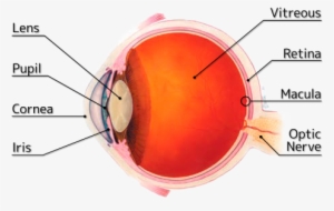 Structure Of Human Eye - Patient's Guide To Cataracts And Cataract Surgery