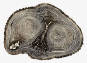 Tree Nature That's All Folks Transparent Tree Stump - Woodcut By Bryan Nash Gill