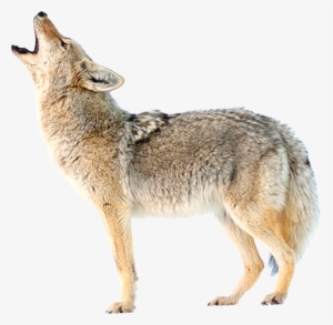Coyote - Coyote Png