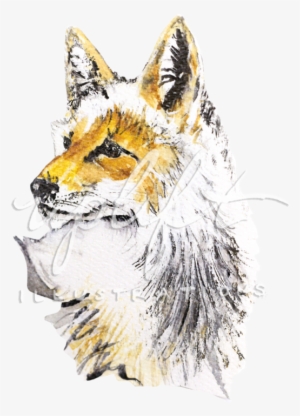 Fox - Red Fox