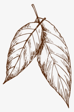 Jpg Free Library Foliage Drawing Sketch - Leaf Sketch Png