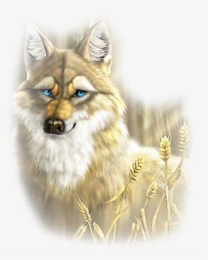 coyote - wolf