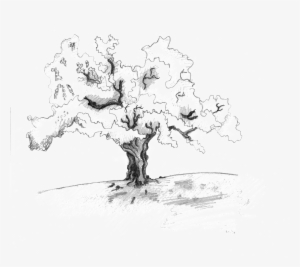 Ewe Tree - Sketch