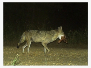 coyote with fawn head - science
