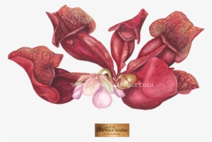 Sarracenia Rosea, Watercolor