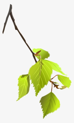 Birch, Branch, Leaves, Plant, Nature, Tree - Png Tree Branch