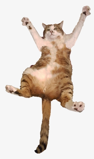 Animalbig Cat - Jumping Cat Transparent
