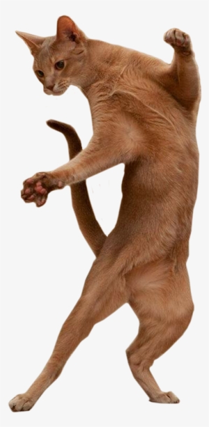 Dancing Cat - Dancing Cat Transparent Background