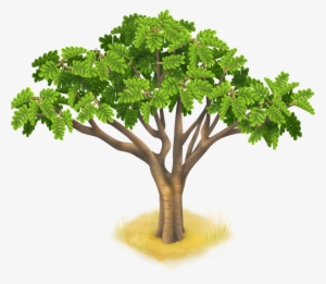 Acacia Tree