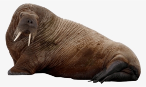 Free Png Walrus Png Images Transparent - Walrus Png