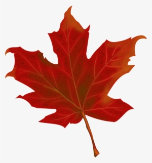 Leaf,autumn,autumn - Red Leaves