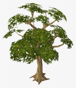 Transparent Tree Mahogany - Mahogany Tree