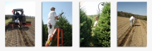 For Our Cut Wholesale Customers - Tree