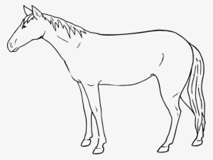 Mule Mustang Drawing Pony Painting - Draw A Standing Horse Step
