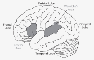 1 Language Areas Of The Human Brain - Language