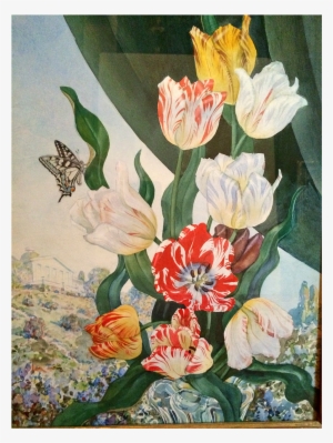 Andrey Avinoff Russian/american Artist Watercolor Tulips - Andrey Avinoff Artwork